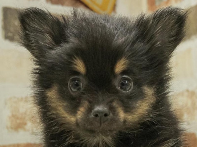2024年1月13日生まれのハーフ犬の1枚目の写真